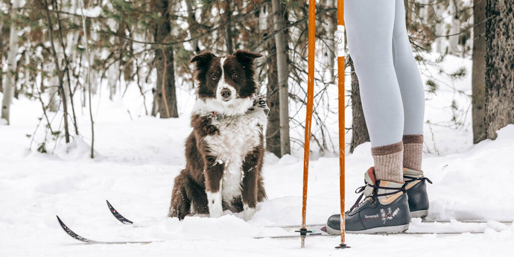 sportovanie so psom v zime