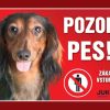 Ceduľka plast POZOR PES - Jazvečík dlhosrstý hnedý