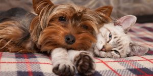 jarna podpora imunity psa a macky