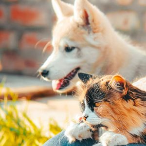 podpora imunity psa a macky