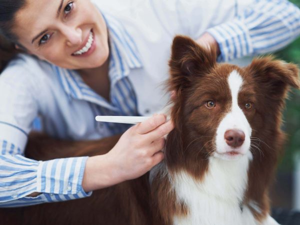 brown-border-collie-dog-during-visit-vet-high-quality-photo-scaled