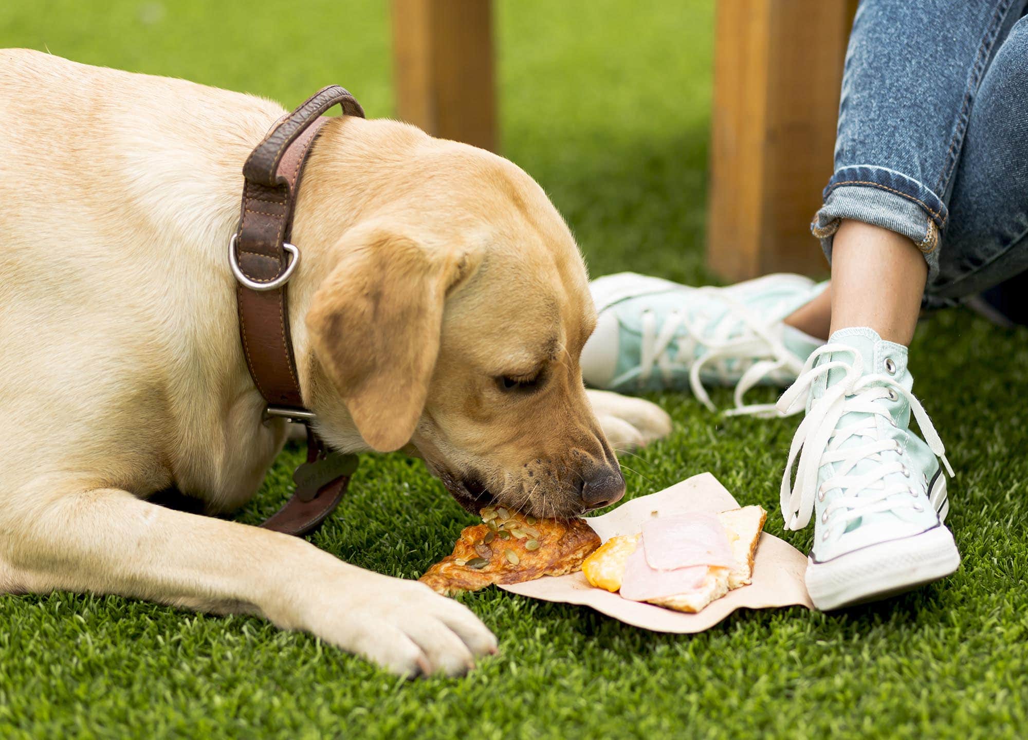 môže pes žrať ľudské jedlo
