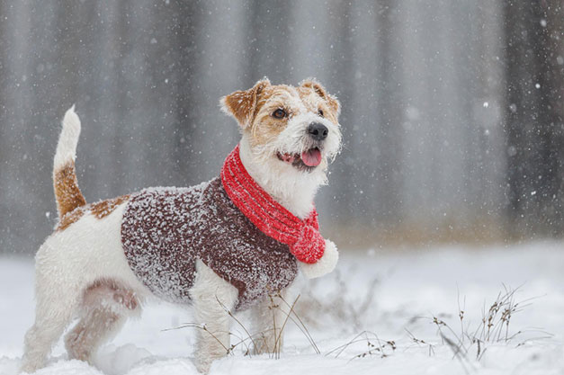 prechádzky so psom v zime