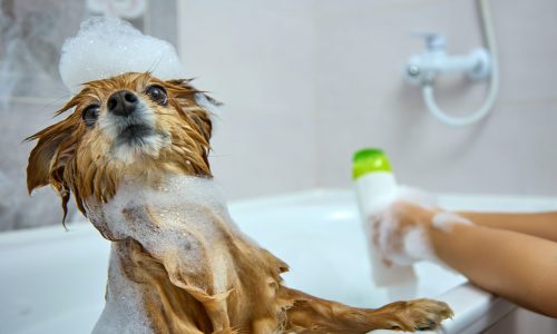 redhaired-dog-with-foam-his-head-poses-importantly-while-taking-bath-owner-german-spitz-pours-dog-shampoo-bathing-his-pet-bathroom-scaled